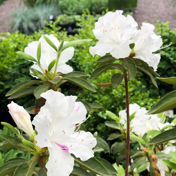 Azalea 'Autumn Lily' - Bowood Farms
