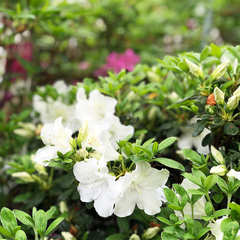 Azalea 'Girard Pleasant White' - Bowood Farms