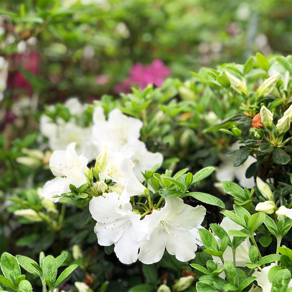 Azalea 'Girard Pleasant White' - Bowood Farms