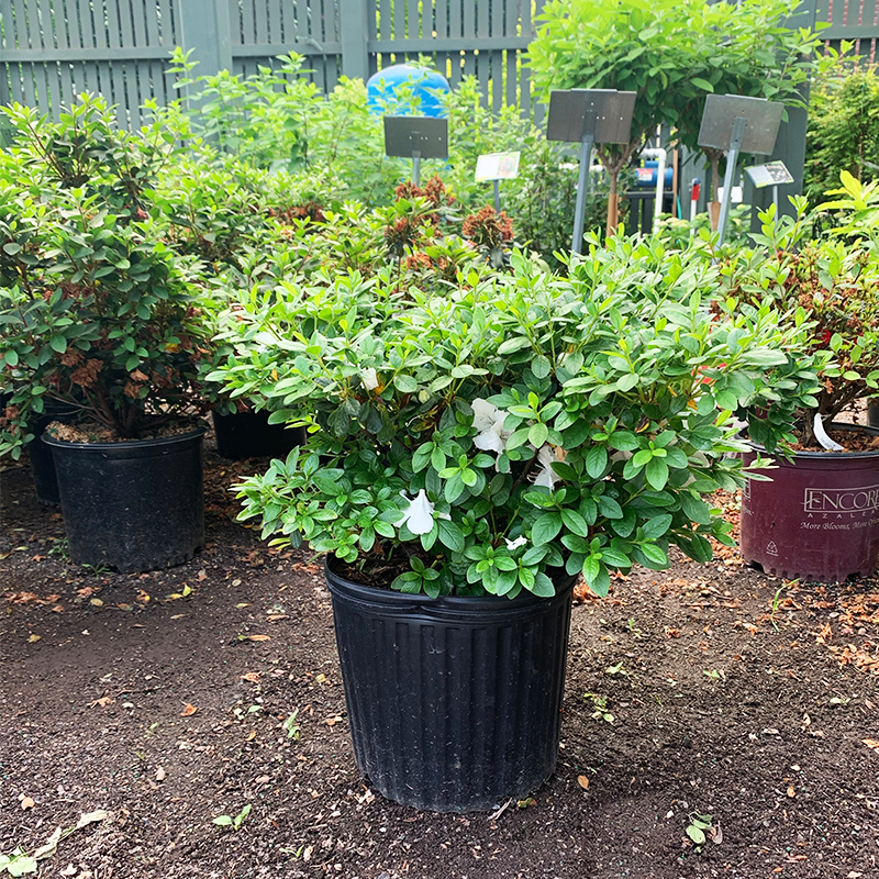 Azalea 'Girard Pleasant White' - Bowood Farms