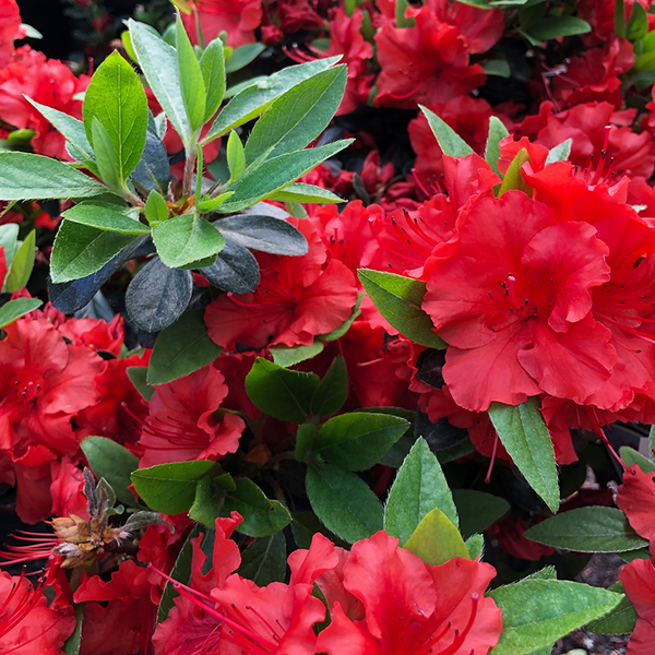 Azalea 'Girard Scarlet' - Bowood Farms