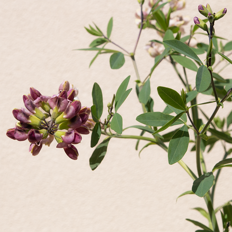 Baptisia 'Plum Rosy' G01