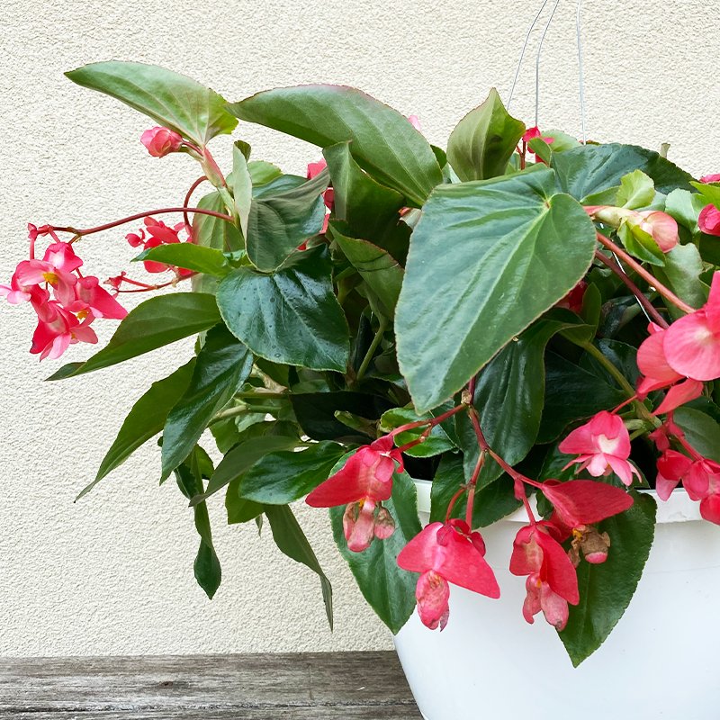 Begonia Dragon Wing Pink 10" Hanging Basket