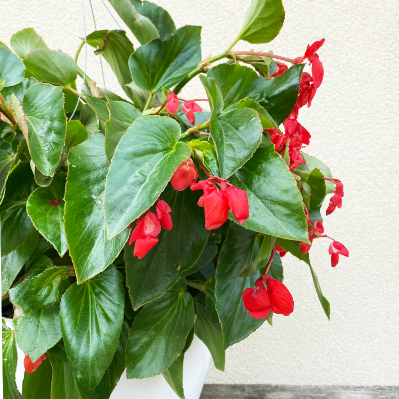Begonia Dragon Wing Red 10" Hanging Basket