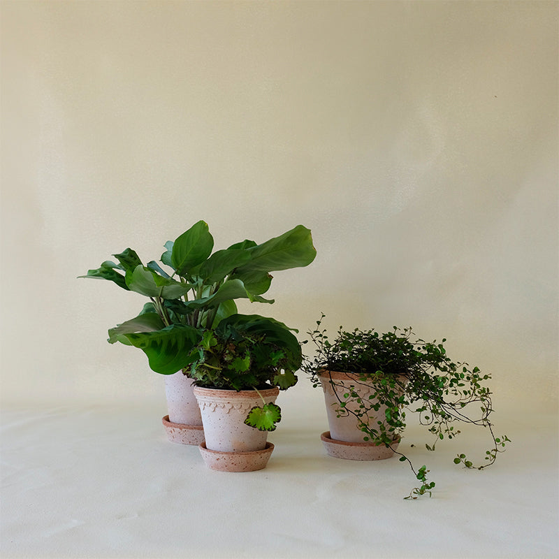 Copenhagen Planter Rosa