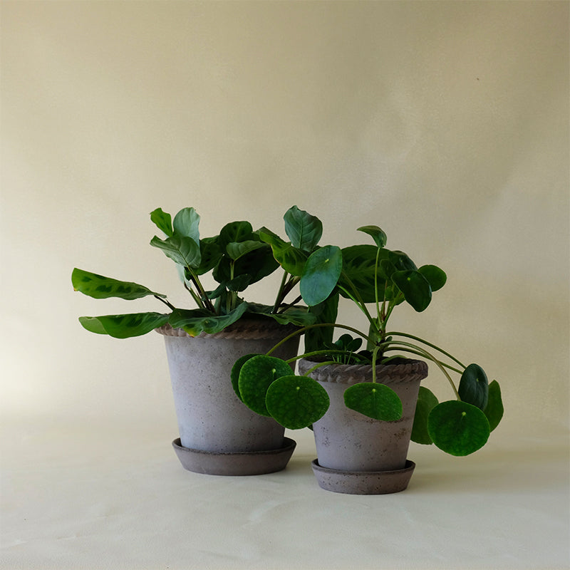Emilia Planter Grey