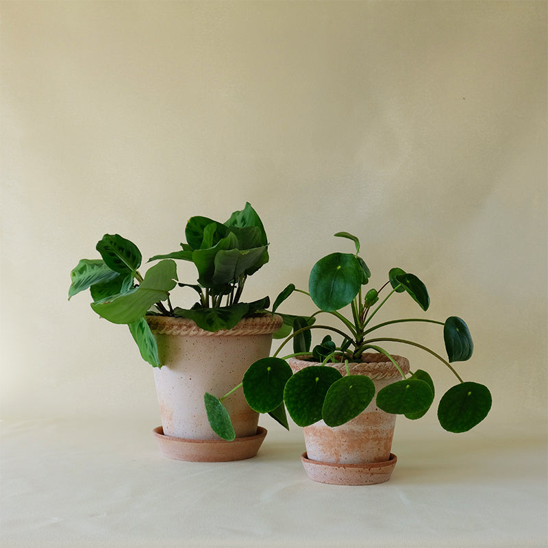 Emilia Planter Rosa - Bowood Farms