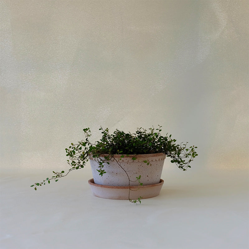 Helena Herb Planter Rosa