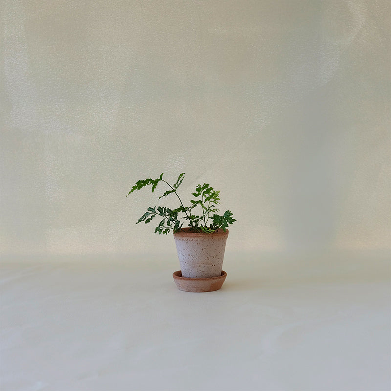 Helena Planter Rosa