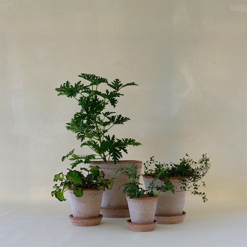 Helena Planter Rosa
