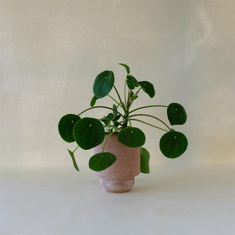 hoff plant pot Hoff Planter Rosa