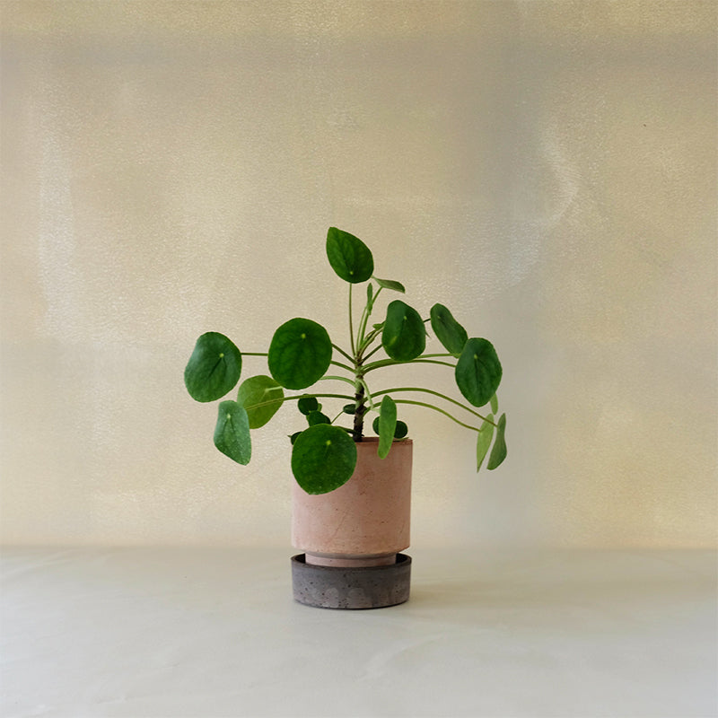 hoff plant pot Hoff Planter Rosa