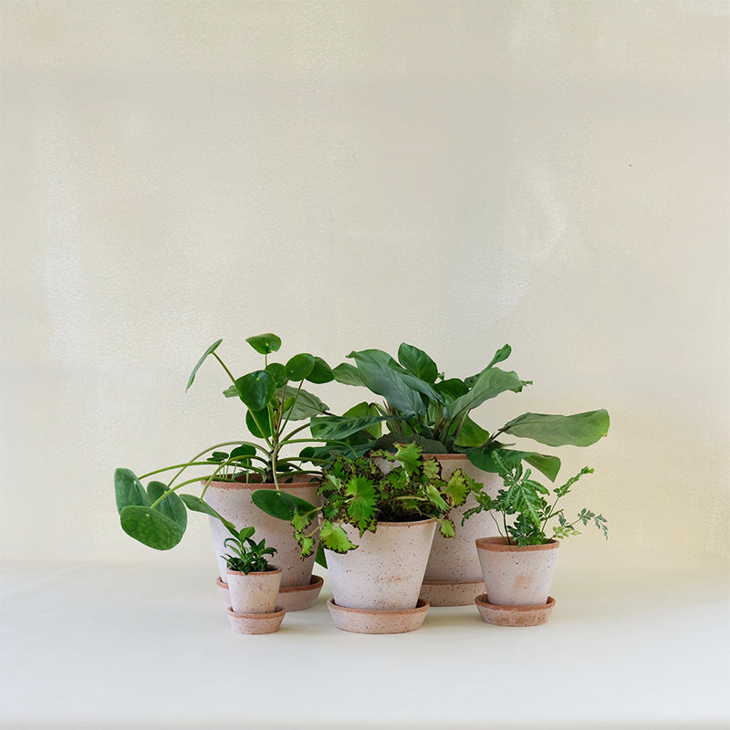 Julie Planter Rosa