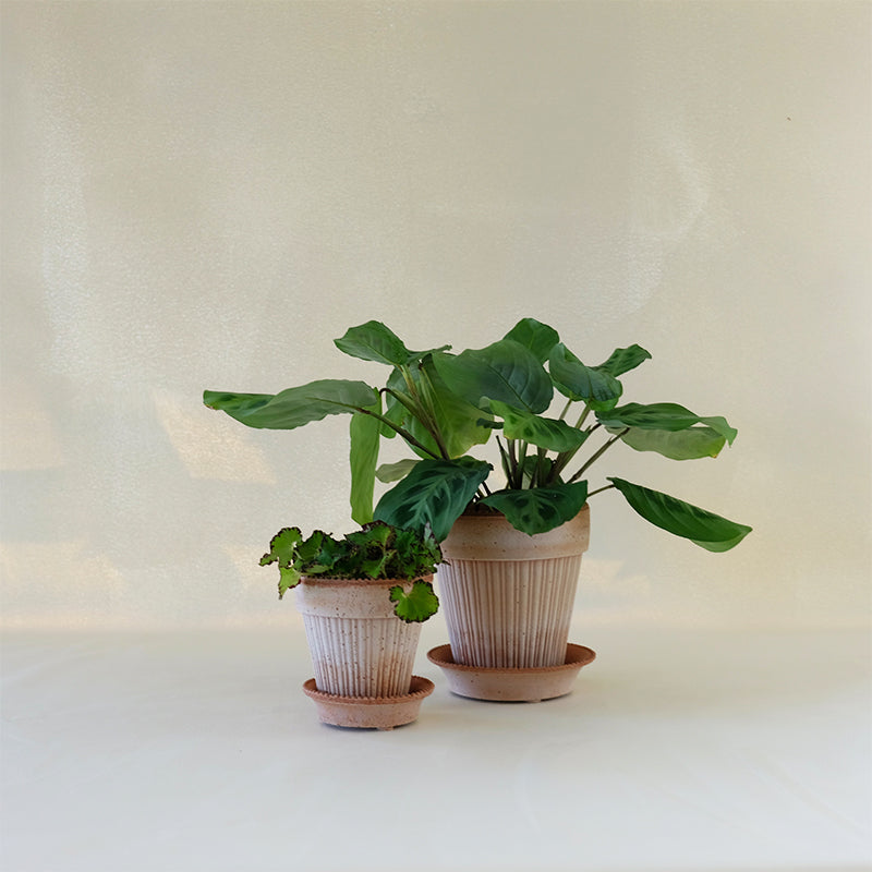 Simona Planter Rosa