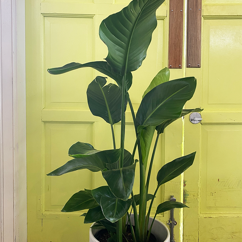 Bird of Paradise 10"