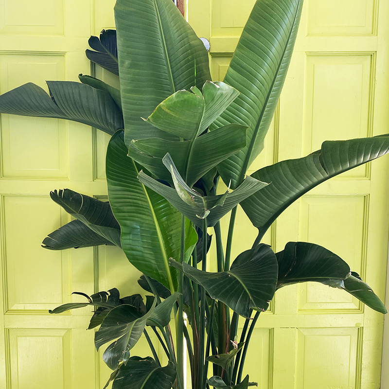 Bird of Paradise 14"