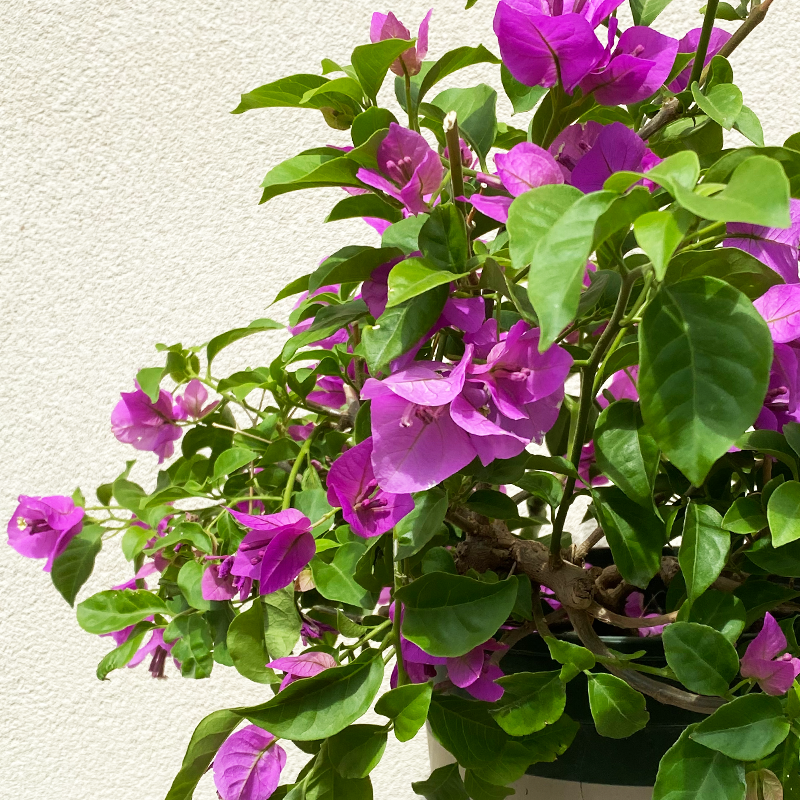Bougainvillea 'Purple Queen' #2