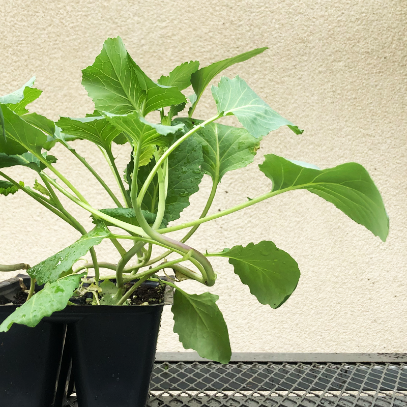 Collard Greens 'Top Bunch 2.0 F1' 6 Pack