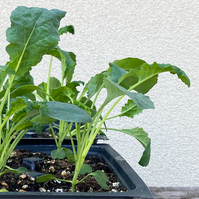 Kale 'Black Magic' 6 Pack