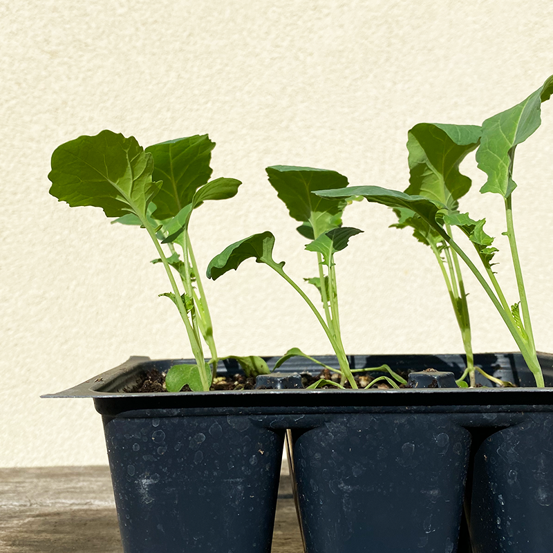 Broccoli  'Green Magic F1'  6 Pack