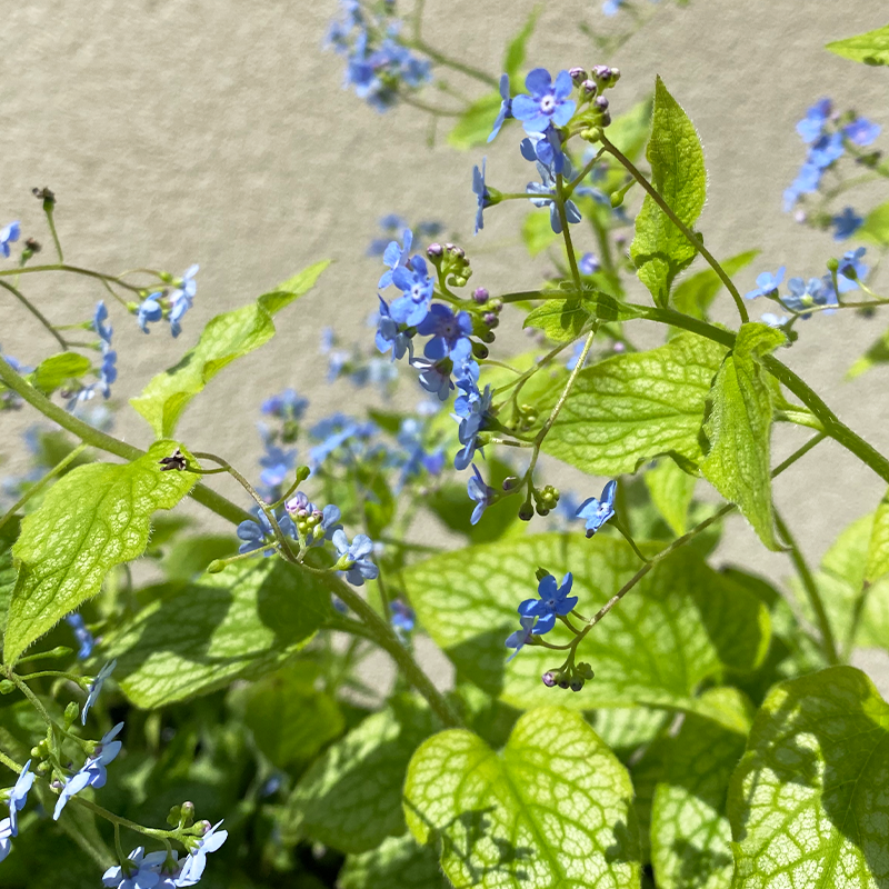 Brunnera 'Alexander's Great' G01