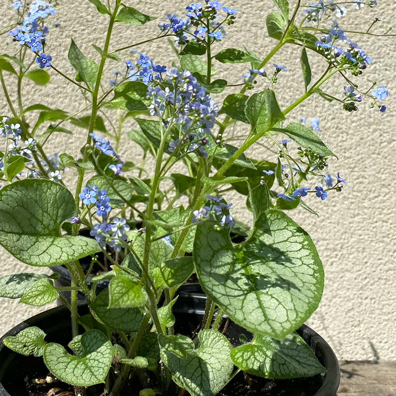 Brunnera mac 'Jack Frost' G01 - Bowood Farms