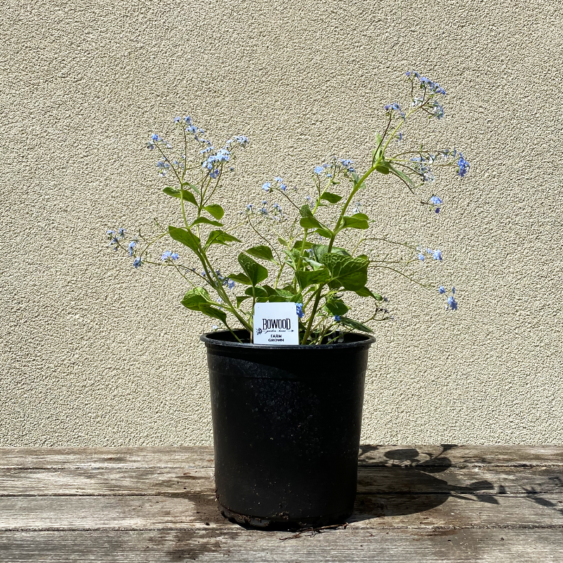 Brunnera mac 'Jack Frost' G01 - Bowood Farms