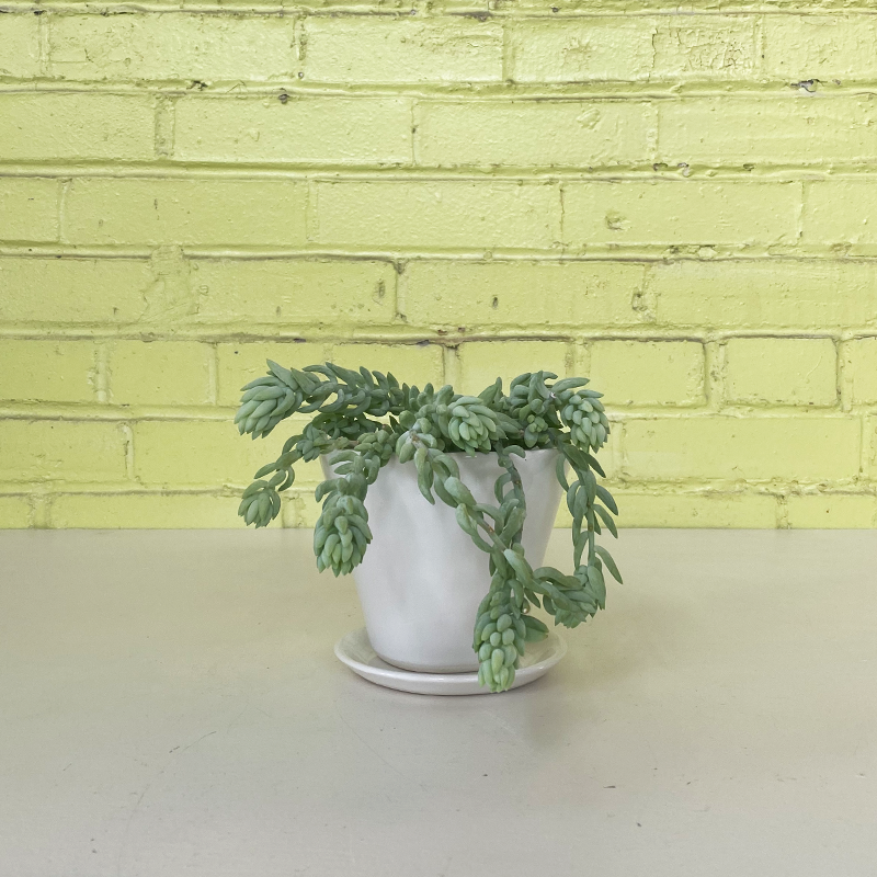 Burro's Tail 4
