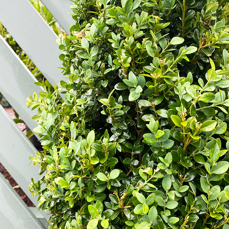 Buxus 'Green Mountain' Cone #5 Monrovia
