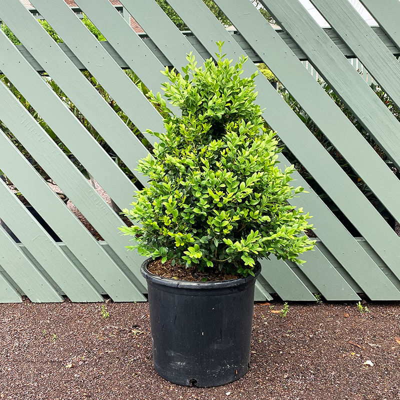 Buxus 'Green Mountain' Cone