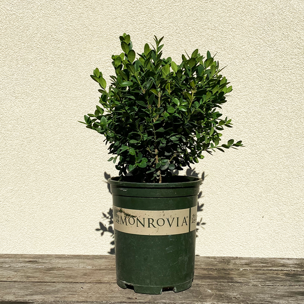 Buxus 'Green Mountain' - Bowood Farms