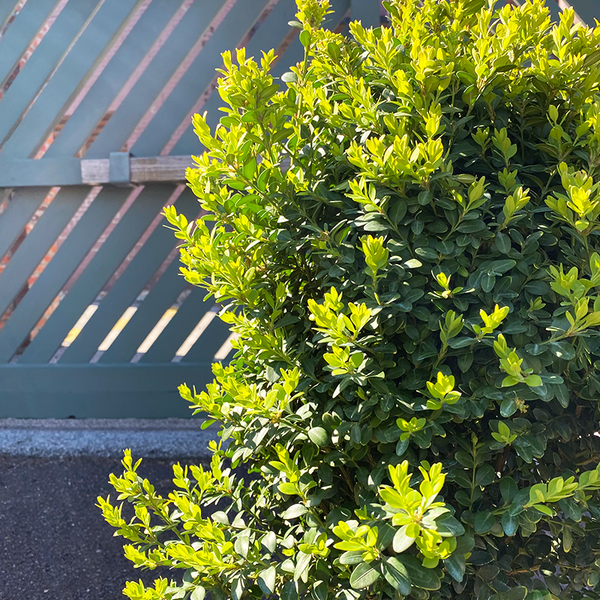 Buxus-Green-Mountain-_3-2_600x