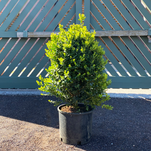 Buxus 'Green Mountain' - Bowood Farms