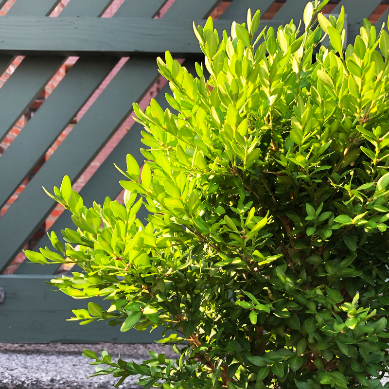 Buxus 'Green Velvet'