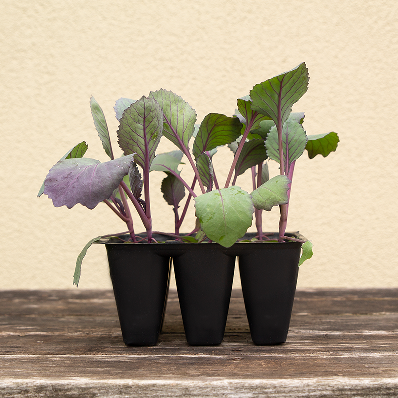 Cabbage 'Omero F1' 6 Pack