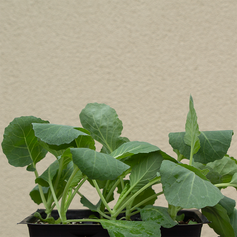 Cabbage 'Sweet and Tender F1' 6 Pack