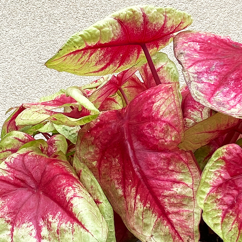 Caladium 'Lemon Blush' 6"