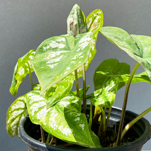 Caladium 'White Christmas' #1