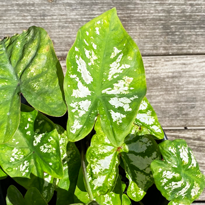 Caladium 'White Christmas' #1