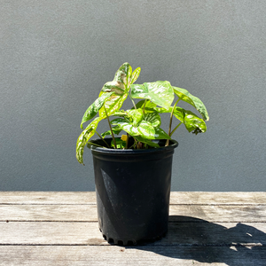 Caladium 'White Christmas' #1