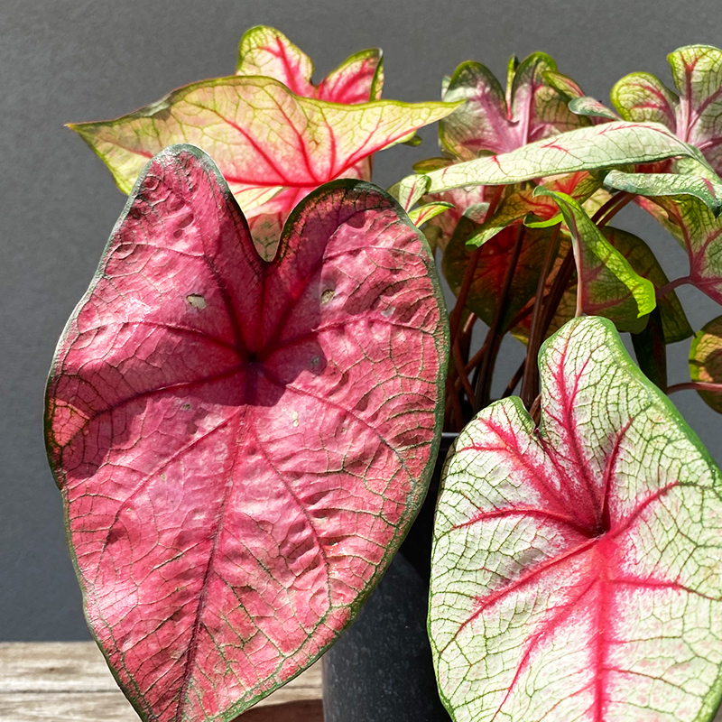 Caladium 'White Queen' #1