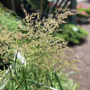 Calamagrostis 'Karl Foerster' #3