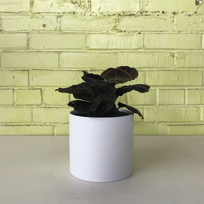 Calathea roseopicta 'Dottie' 6"