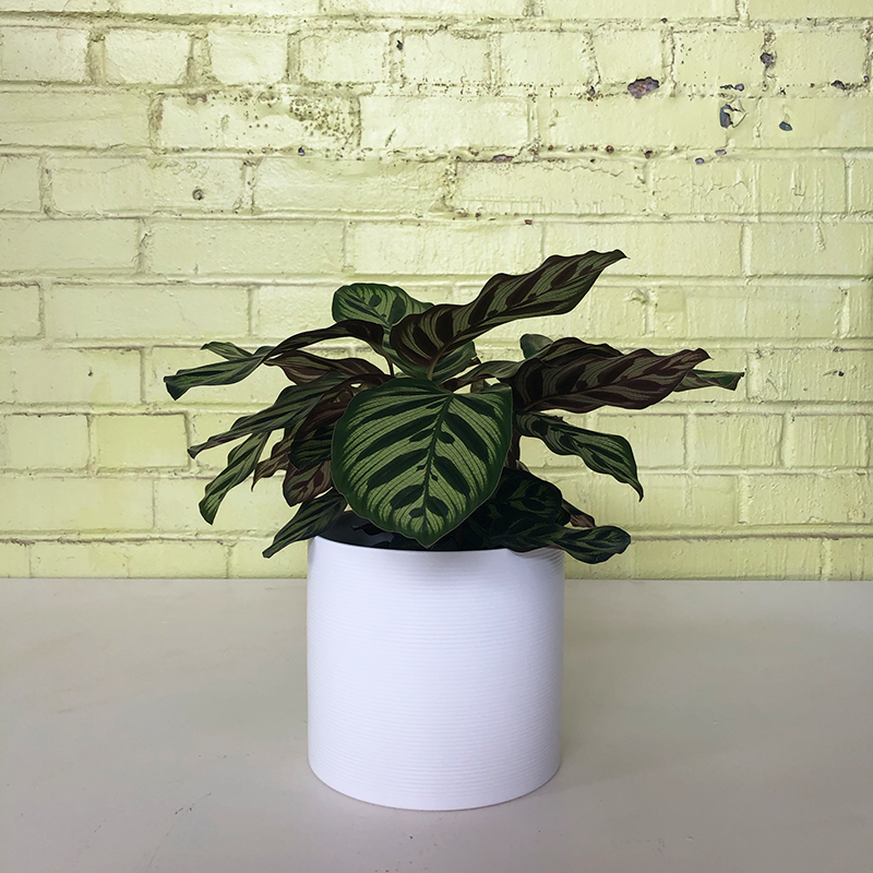 Calathea makoyana 6