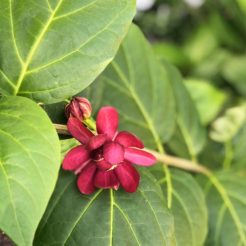 Calycanthus 'Aphrodite'