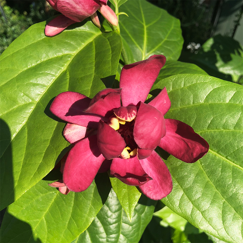 aphrodite plant Calycanthus 'Aphrodite'