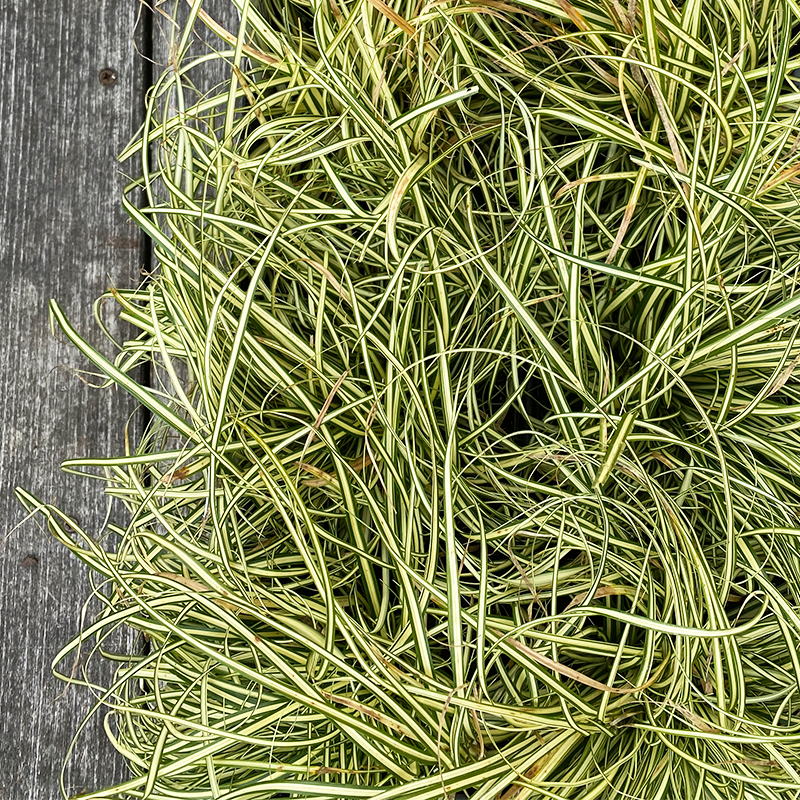 Carex osh 'Evergold' Q01
