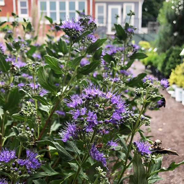 Plants Page 4 - Bowood Farms