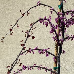 Cercis can 'Ruby Falls'