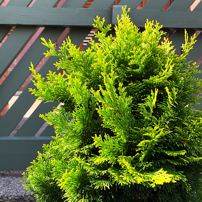 Chamaecyparis obt 'Nana Lutea'